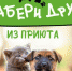 Подарите дом и душевное тепло животному из приюта! - Пущинская среда