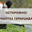 Внимание! Проводятся работы по ликвидации борщевика Сосновского - Администрация г. Пущино