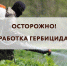 В Пущино идет борьба с борщевиком - Администрация г. Пущино