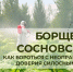 Борщевик Сосновского и способы борьбы с опасным сорняком - Администрация г. Пущино