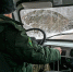 В лесах Большого Серпухова будут штрафовать за незаконный сруб елок - Regions.Ru