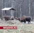 Прогулка по заповеднику с зубрами состоится в Серпухове - Regions.Ru